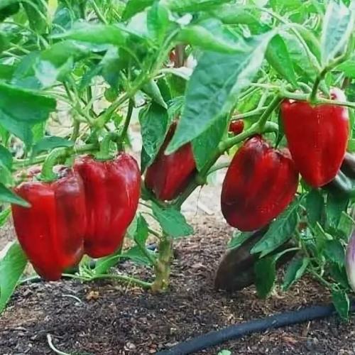 Сроки посева перца на рассаду: когда начинать? 02