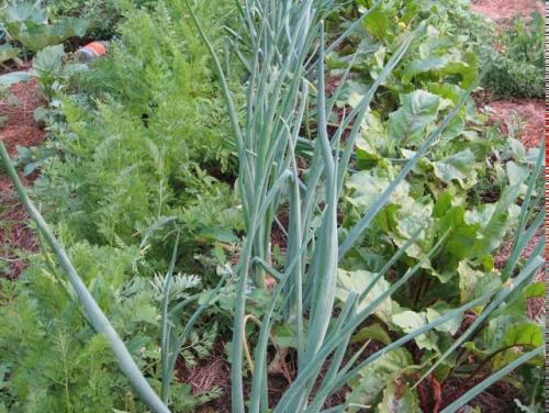 Секреты умной посадки.
