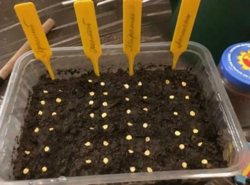 Сроки посева перца на рассаду: когда начинать? 
