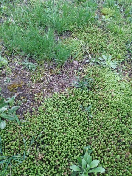 Подскажите, что за трава такая?