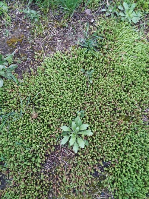 Подскажите, что за трава такая? 02