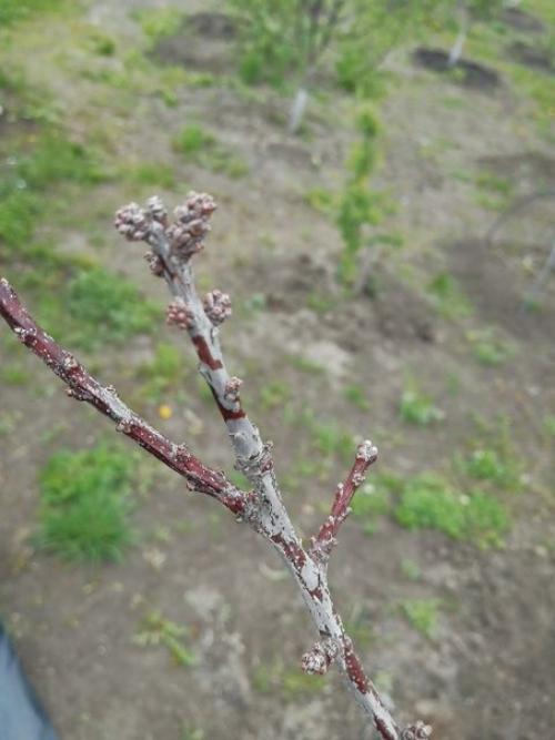 Всем доброго.  Уважаемые, приобрели недавно участок и вроде все ничего, но одно дерево даже отказалось выпускать листики.