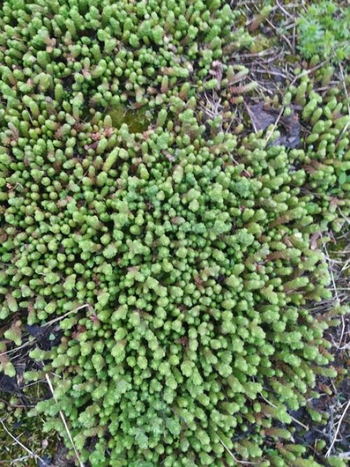 Подскажите, что за трава такая? 01