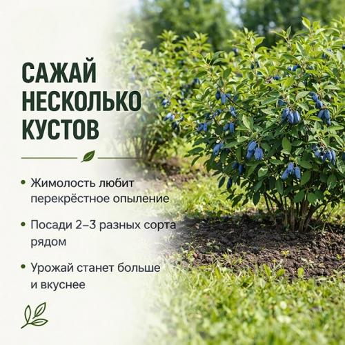 Как вырастить вкусную жимолость. 03
