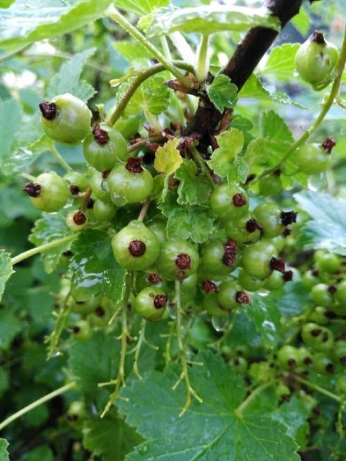 Подскажите пжлс что не так с кустом красной смородины? 01