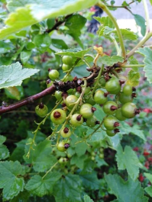 Подскажите пжлс что не так с кустом красной смородины? 02