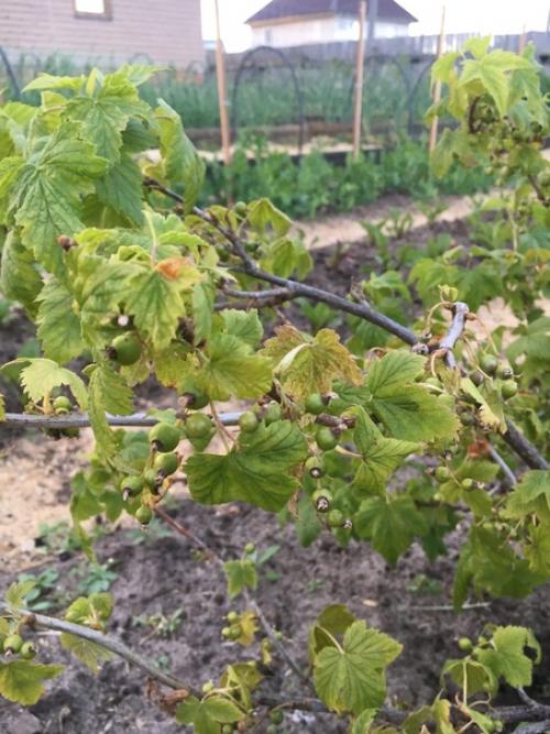 Подскажите пожалуйста, что случилось со смородиной и как ей помочь?