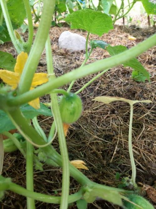 Скажите, что за огурцы? 01