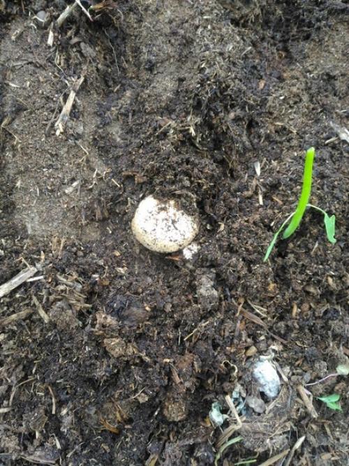 На куче перегноя выросли грибы.