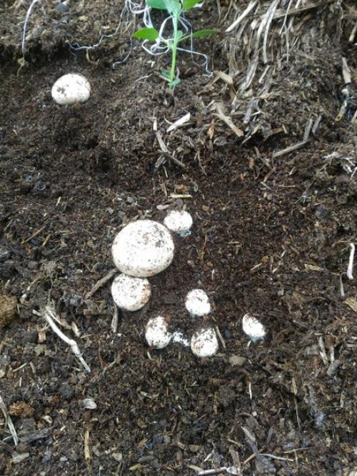 На куче перегноя выросли грибы. 01