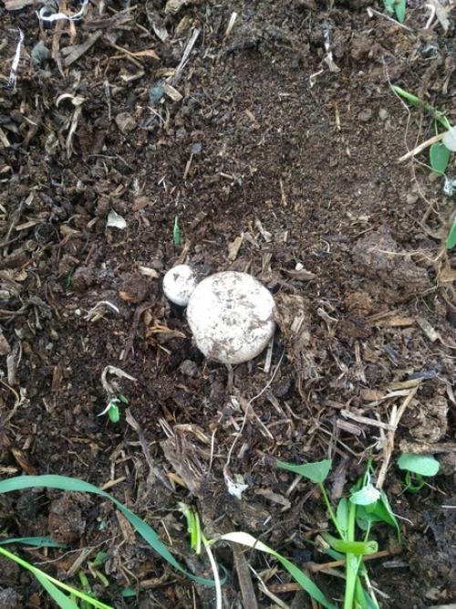 На куче перегноя выросли грибы. 02