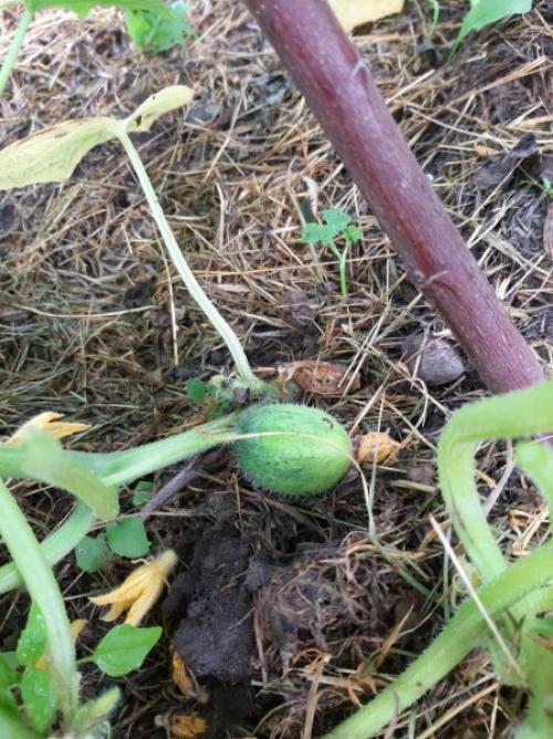 Скажите, что за огурцы?