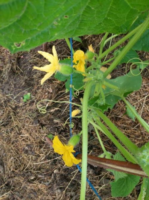 Скажите, что за огурцы? 03