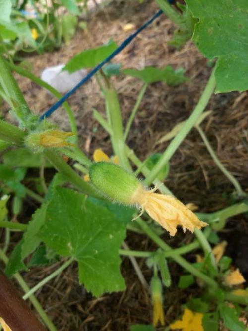 Скажите, что за огурцы? 02