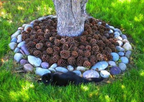 Мульча из сосновых шишек обладает высокой кислотностью, поэтому подходит не для всех видов насаждений. 02