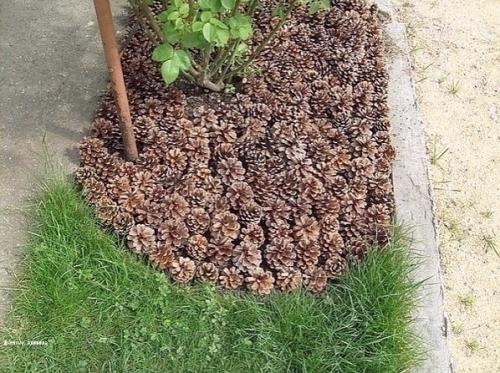 Мульча из сосновых шишек обладает высокой кислотностью, поэтому подходит не для всех видов насаждений. 01