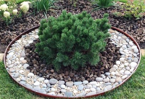 Мульча из сосновых шишек обладает высокой кислотностью, поэтому подходит не для всех видов насаждений. 03