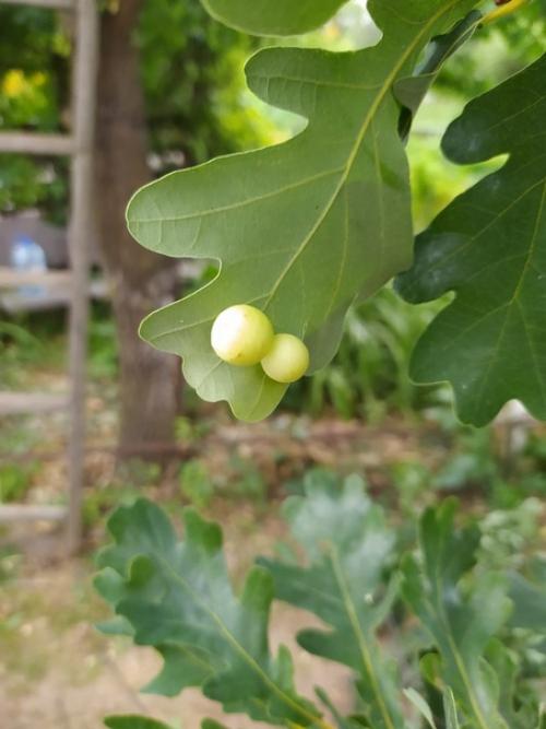 Вот такие шарики обнаружил на дубе. 02