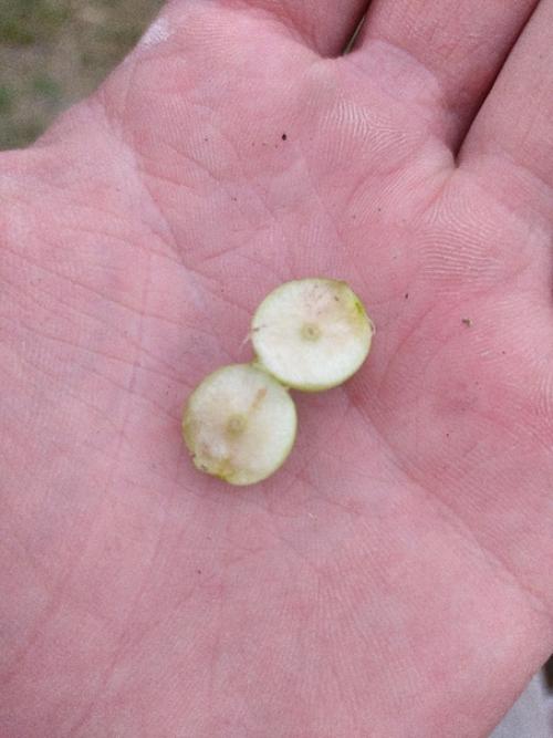 Вот такие шарики обнаружил на дубе. 05
