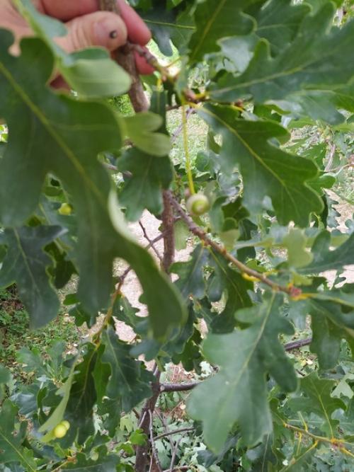 Вот такие шарики обнаружил на дубе. 03