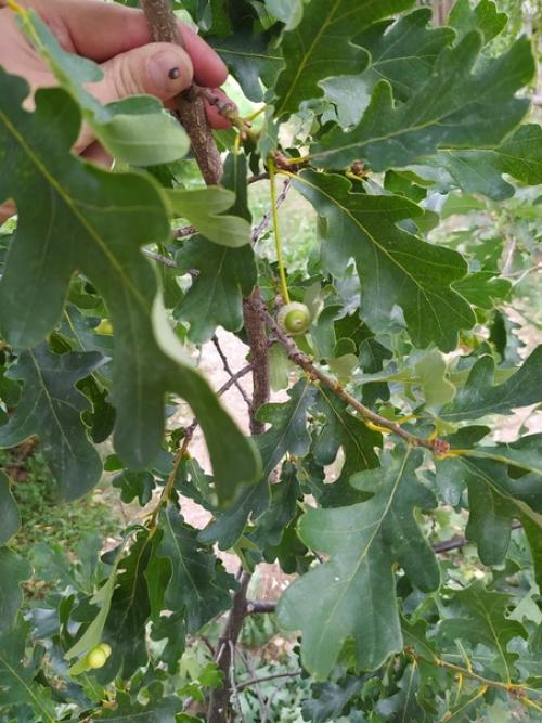 Вот такие шарики обнаружил на дубе. 04