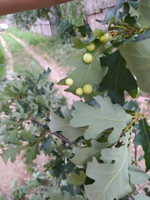 Вот такие шарики обнаружил на дубе.