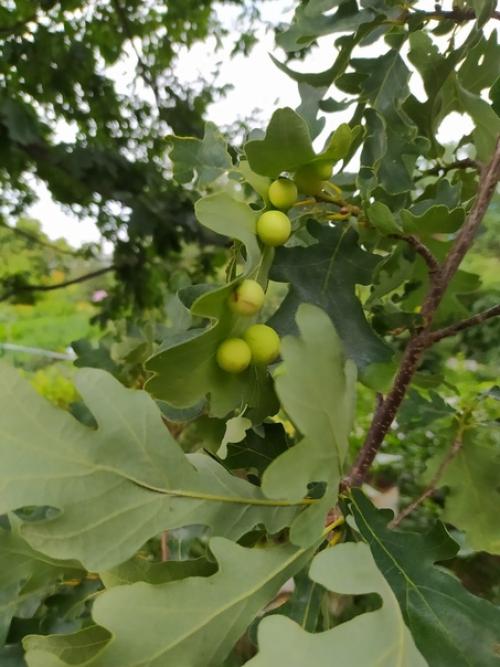 Вот такие шарики обнаружил на дубе. 01