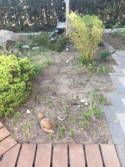 Купили дом.  Сад был, но запущен. 04