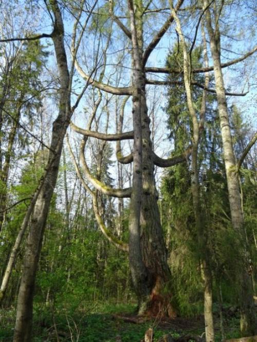 Лиственницы.  Почему они такие? 05