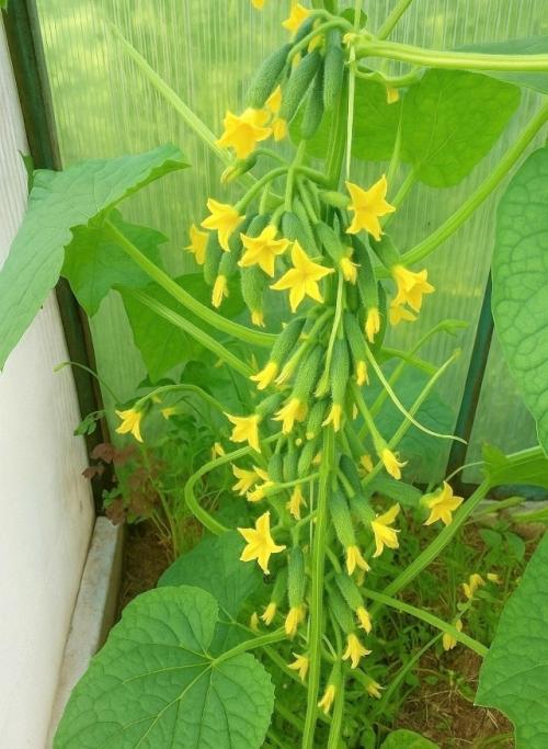 Отличные пучковые сорта огурцов: 
