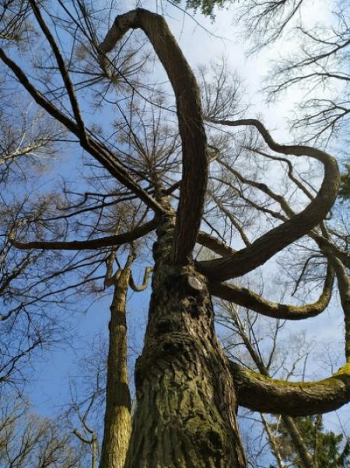 Лиственницы.  Почему они такие? 04