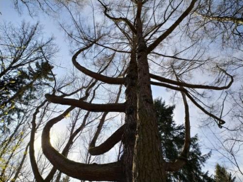 Лиственницы.  Почему они такие?