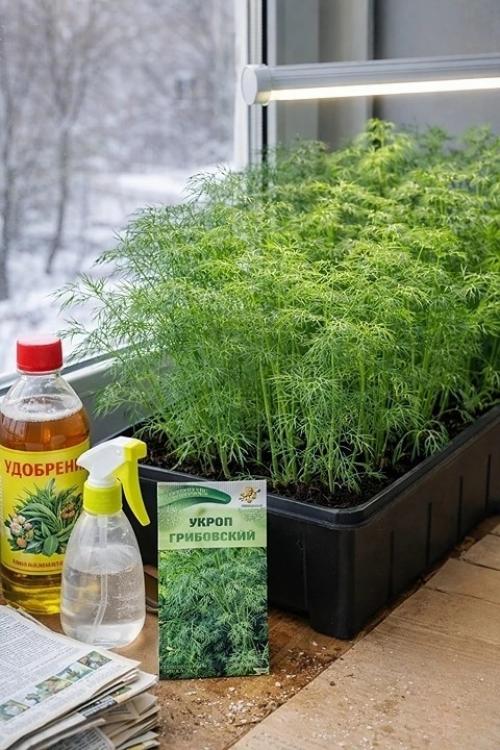 Выращивание укропа дома зимой - это проще, чем кажется! 01