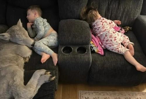 Из-за сильных морозов фермеры пустили новорожденного теленка домой и позволили спать на диване. 02