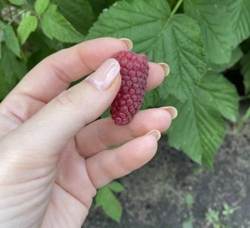 Вкусная и крупная малина - весеннее удобрение. 01