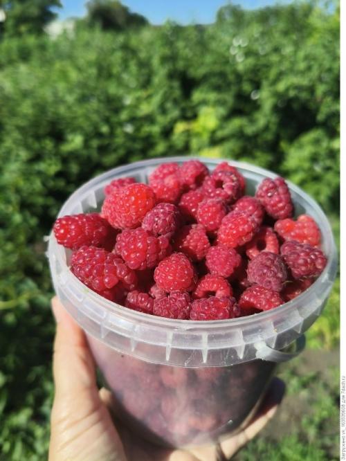 Вкусная и крупная малина - весеннее удобрение. 02