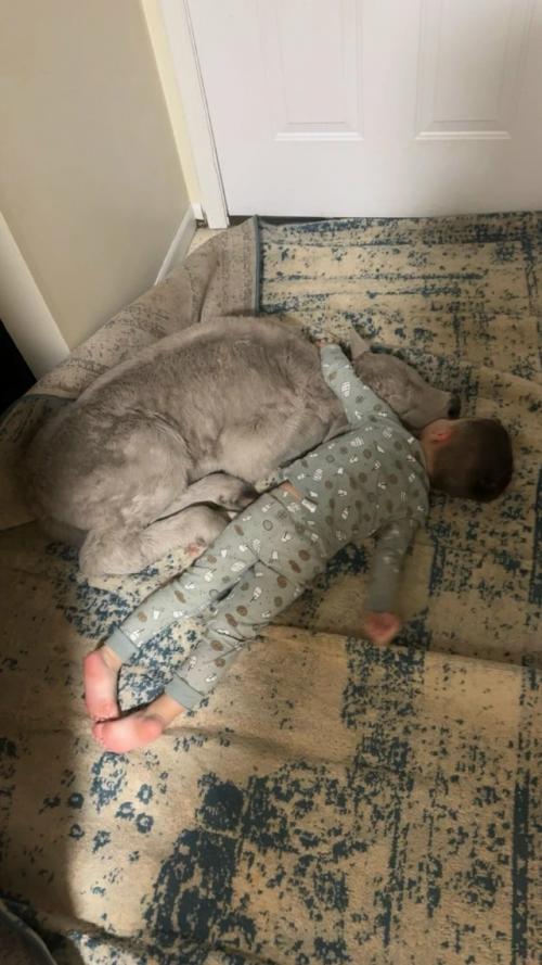 Из-за сильных морозов фермеры пустили новорожденного теленка домой и позволили спать на диване. 01