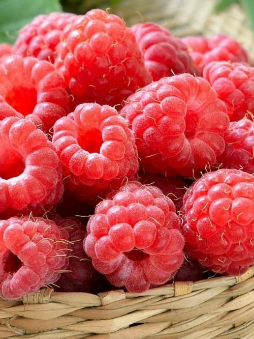 Вкусная и крупная малина - весеннее удобрение. 03