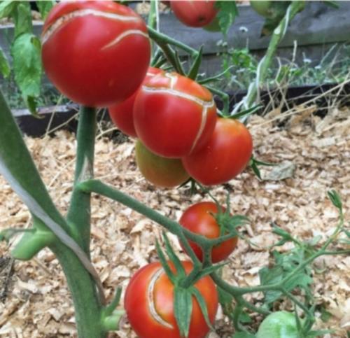 Почему томаты трескаются? 
