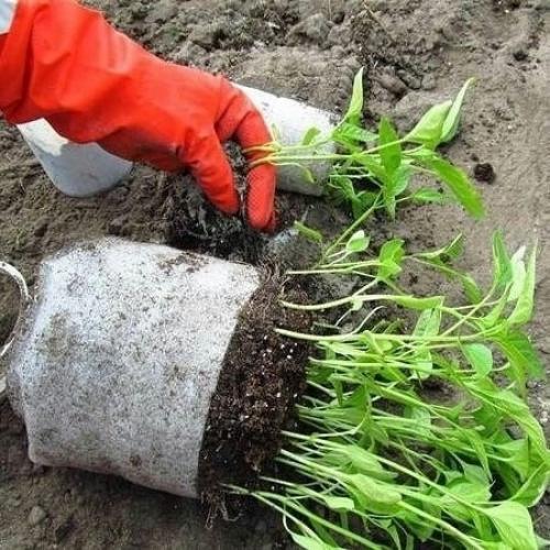 Кто таким методом выращивания рассады пользуется?