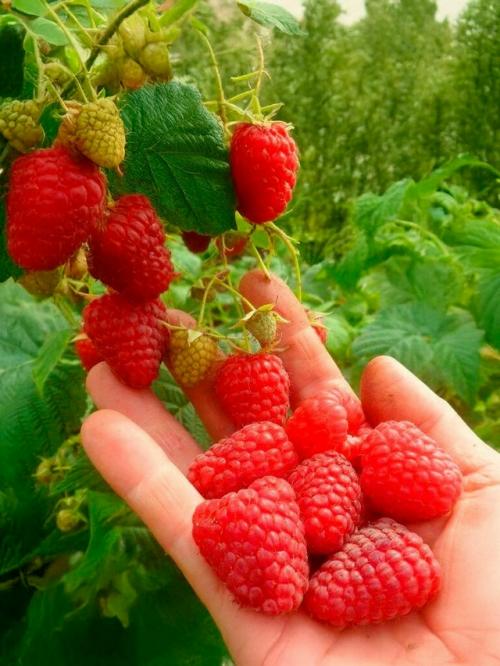 Вкусная и крупная малина - весеннее удобрение.
