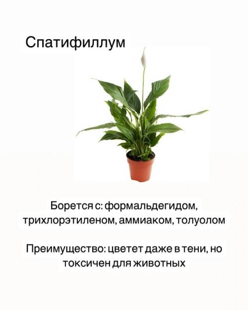 Комнатные растения - фильтры воздуха. 02