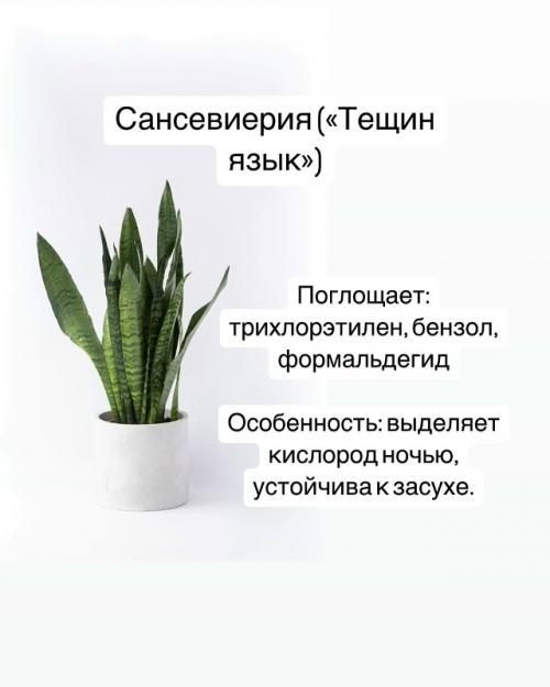 Комнатные растения - фильтры воздуха. 04