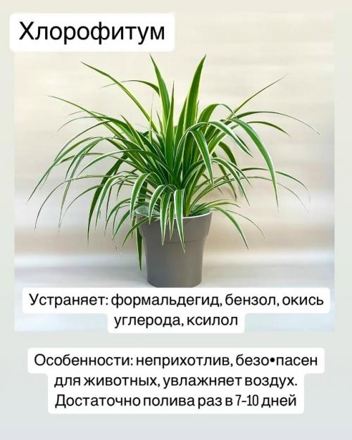 Комнатные растения - фильтры воздуха.
