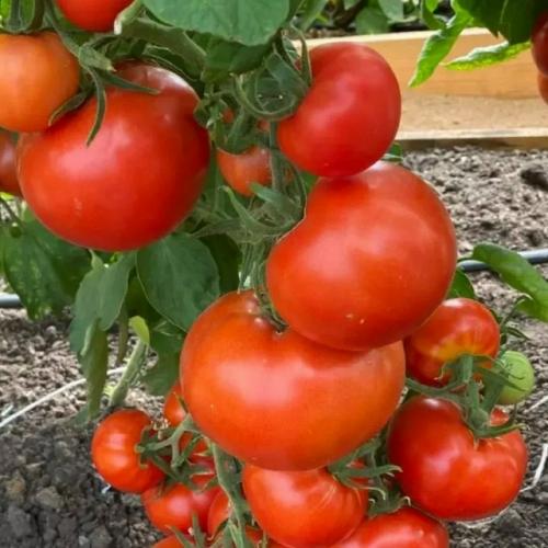 Штамбовые сорта томатов - настоящий подарок для тех, кто ценит свое время или занят на работе, но мечтает о собственном урожае. 08