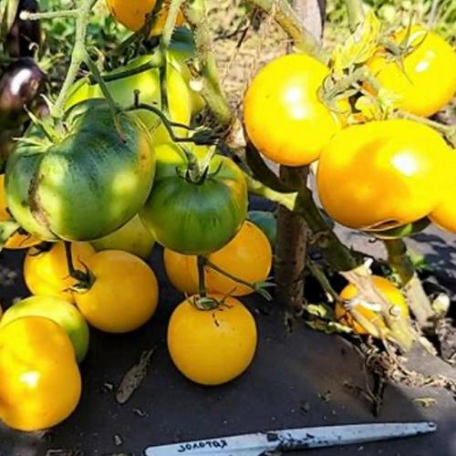 Штамбовые сорта томатов - настоящий подарок для тех, кто ценит свое время или занят на работе, но мечтает о собственном урожае. 07