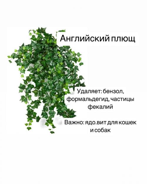 Комнатные растения - фильтры воздуха. 06