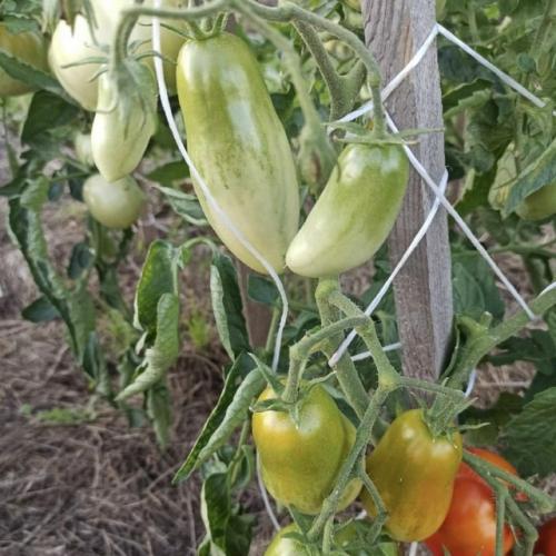 Штамбовые сорта томатов - настоящий подарок для тех, кто ценит свое время или занят на работе, но мечтает о собственном урожае. 02