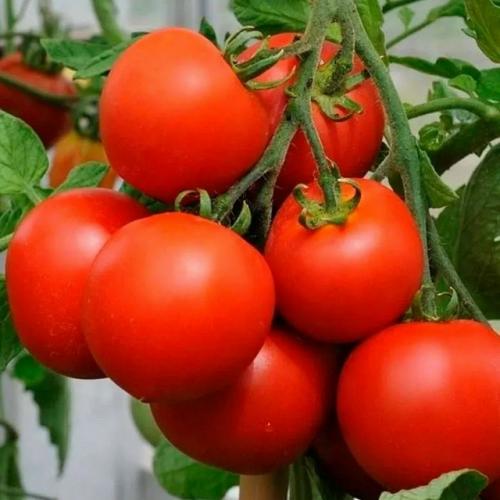 Штамбовые сорта томатов - настоящий подарок для тех, кто ценит свое время или занят на работе, но мечтает о собственном урожае. 05