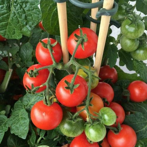 Штамбовые сорта томатов - настоящий подарок для тех, кто ценит свое время или занят на работе, но мечтает о собственном урожае. 04